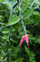 	Euphorbia tithymaloides