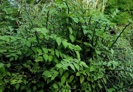 	Euphorbia tithymaloides