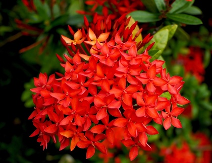 	Ixora coccinea