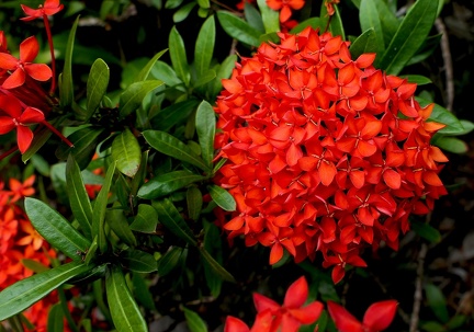 	Ixora coccinea