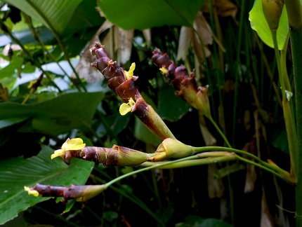 	Calathea lutea