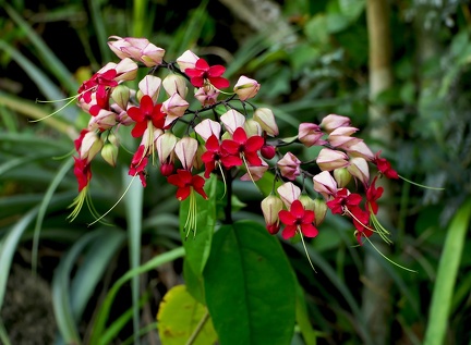 	Clerodendrum thomsoniae	