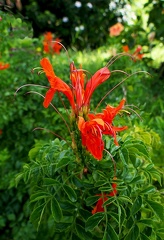 	Tecomaria capensis