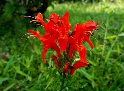 	Tecomaria capensis