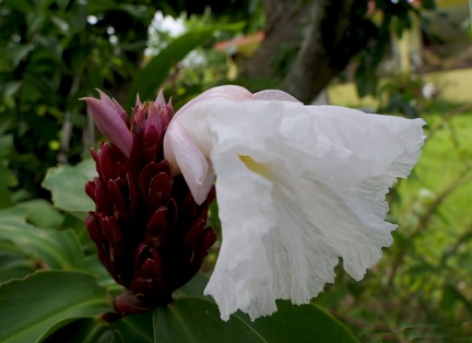 	Hellenia speciosa