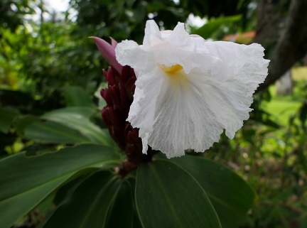 	Hellenia speciosa