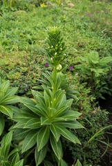 	Lobelia stricta