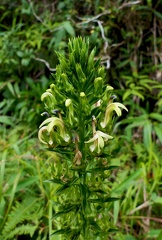 	Lobelia stricta