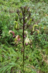 	Lobelia guadeloupensis