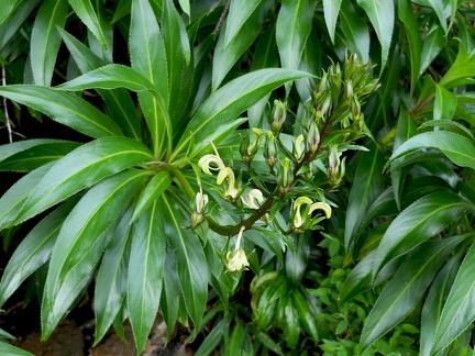 	Lobelia guadeloupensis