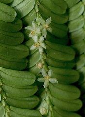 	Phyllanthus mimosoides	