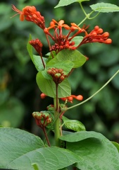 	Clerodendrum speciosissimum