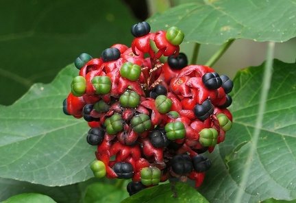 	Clerodendrum speciosissimum