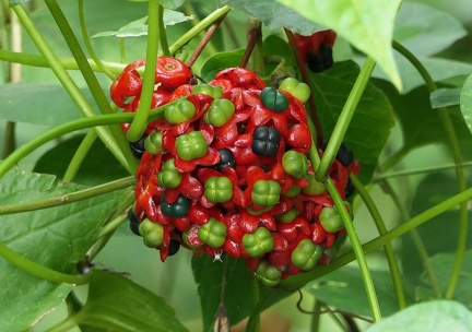 	Clerodendrum speciosissimum