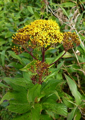 	Senecio lucidus	