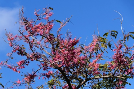 	Cassia grandis 