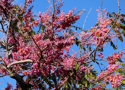 	Cassia grandis