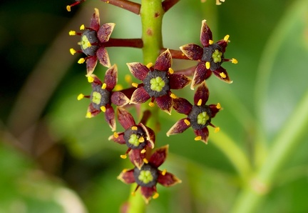 	Pilocarpus racemosus