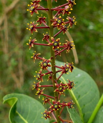 	Pilocarpus racemosus	