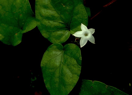 	Geophila repens	