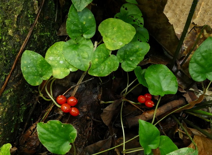 	Geophila repens	