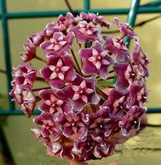 	Hoya carnosa