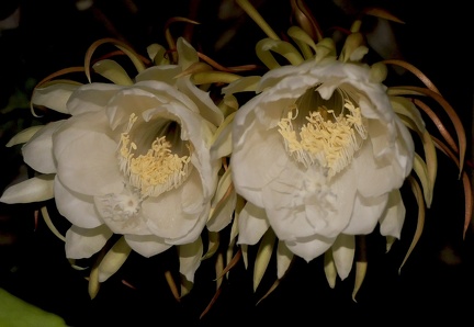 	Epiphyllum oxypetalum