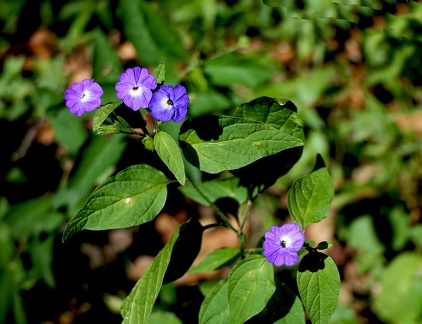 	Browallia americana