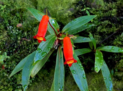 	Gloxinia sylvatica