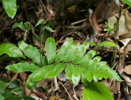 Anemia hirta