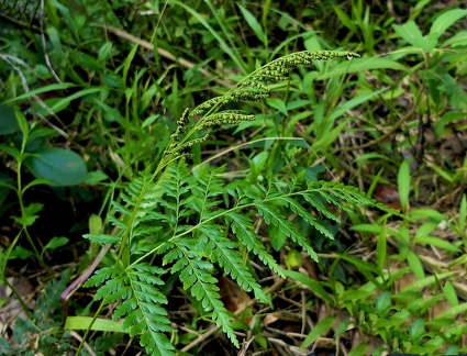 Anemia adiantifolia