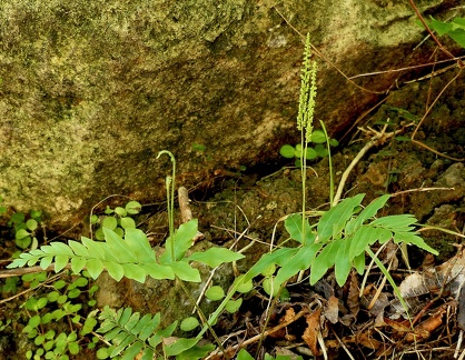 Anemia hirta