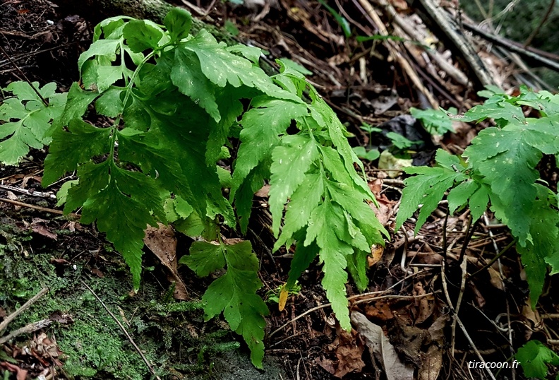 20181201_131205M.jpg