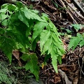 Asplenium pumilum