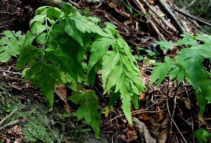 Asplenium pumilum