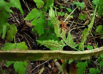 Asplenium pumilum