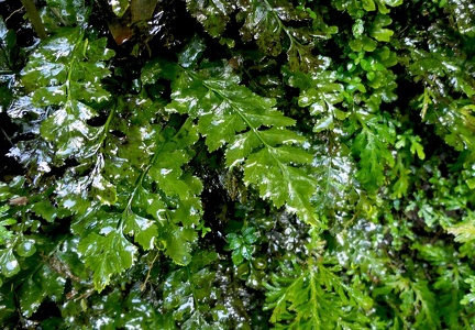  Hymenasplenium obtusifolium