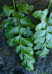  Hymenasplenium obtusifolium