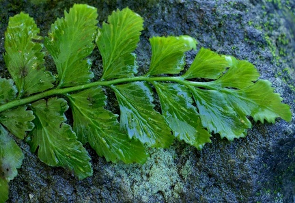  Hymenasplenium obtusifolium