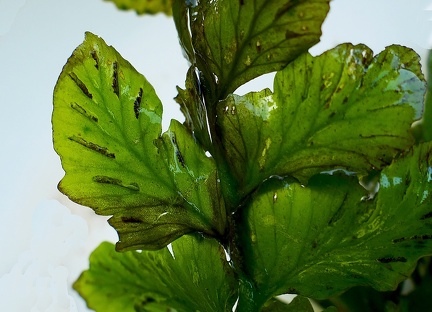  Hymenasplenium obtusifolium