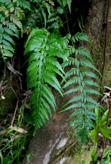 Asplenium cuspidatum