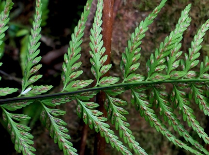 Asplenium cuspidatum