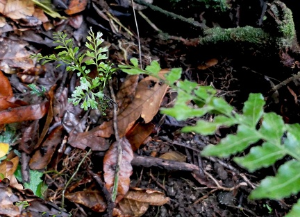 Asplenium cirrhatum