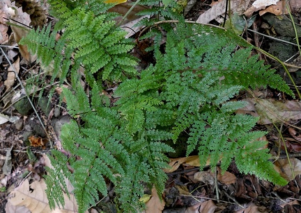 Asplenium cristatum