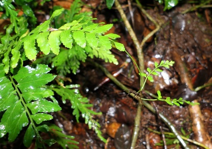 Asplenium cirrhatum