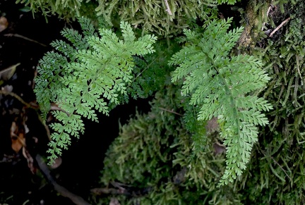 Asplenium cristatum