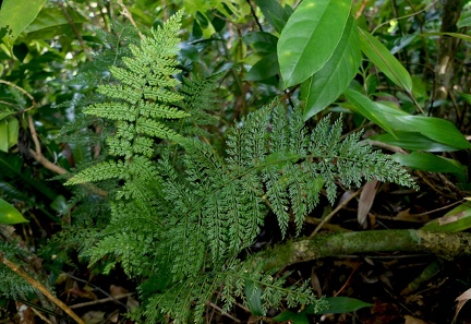 Asplenium cristatum