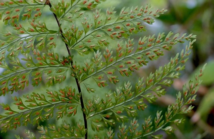 Asplenium cristatum