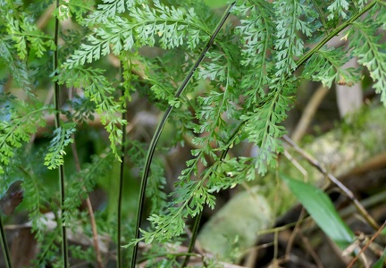 Asplenium cristatum