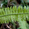 Asplenium formosum